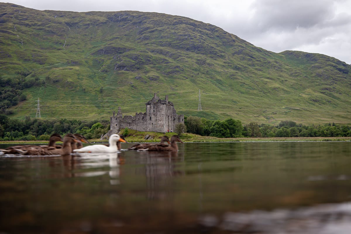 Ducks swim in front of a ruined castle which is backed by dark green Scottish mountains